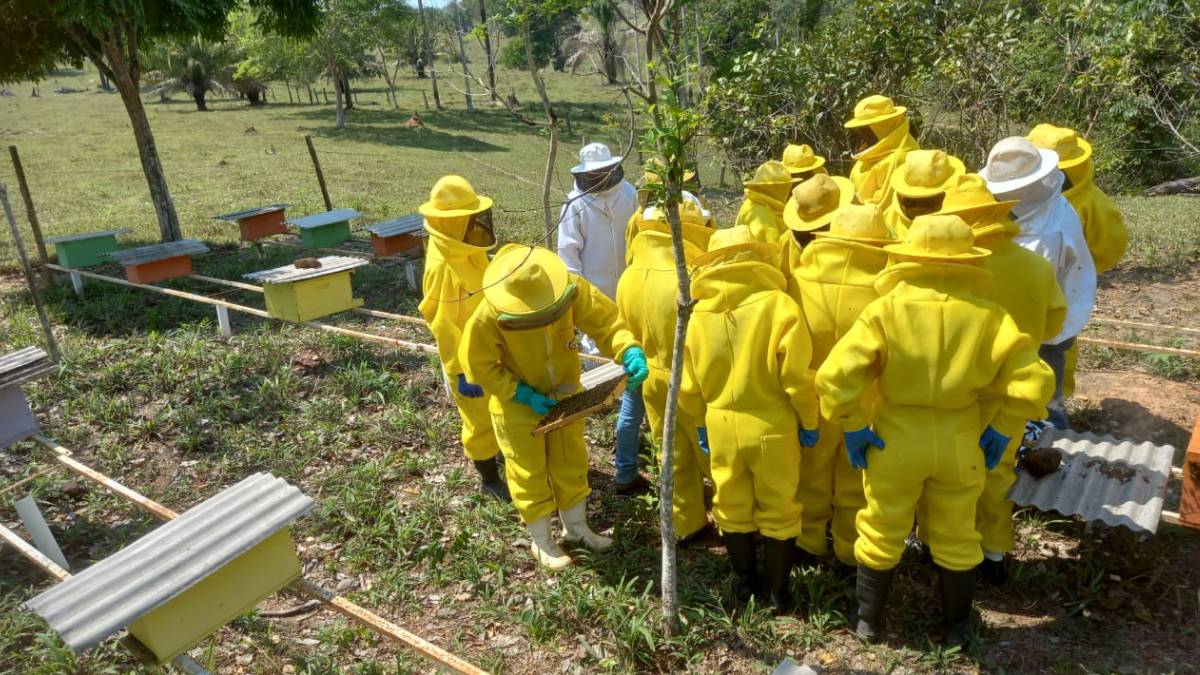 Sancionada a lei que regulamenta a criação de abelhas sem ferrão na área urbana de Porto Velho - News Rondônia