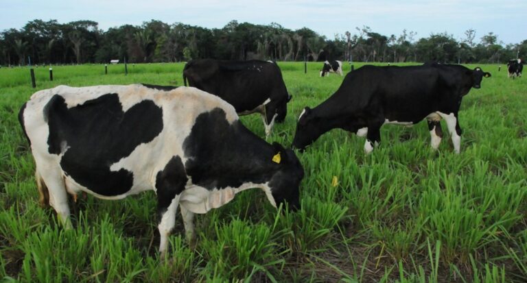 Manejo e produção para a economia da Pecuária Leiteira em Rondônia são destaques no Dia Mundial do Leite