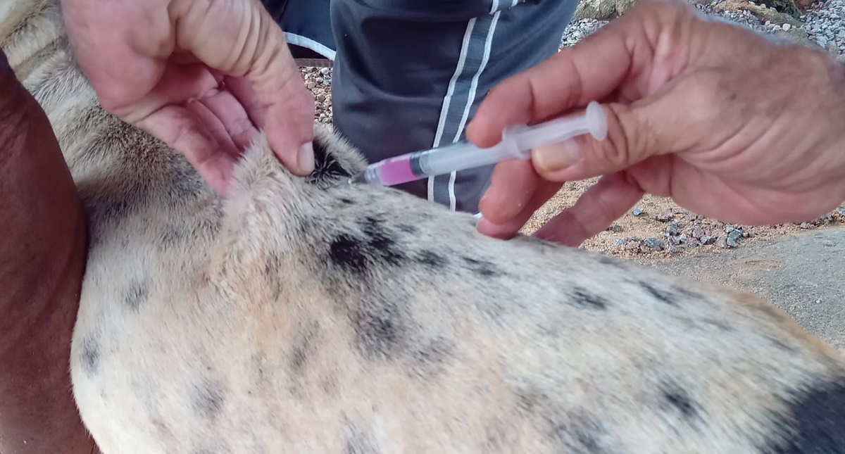 Prefeitura leva vacinação contra a raiva para cães e gatos ao assentamento Joana D'Arc