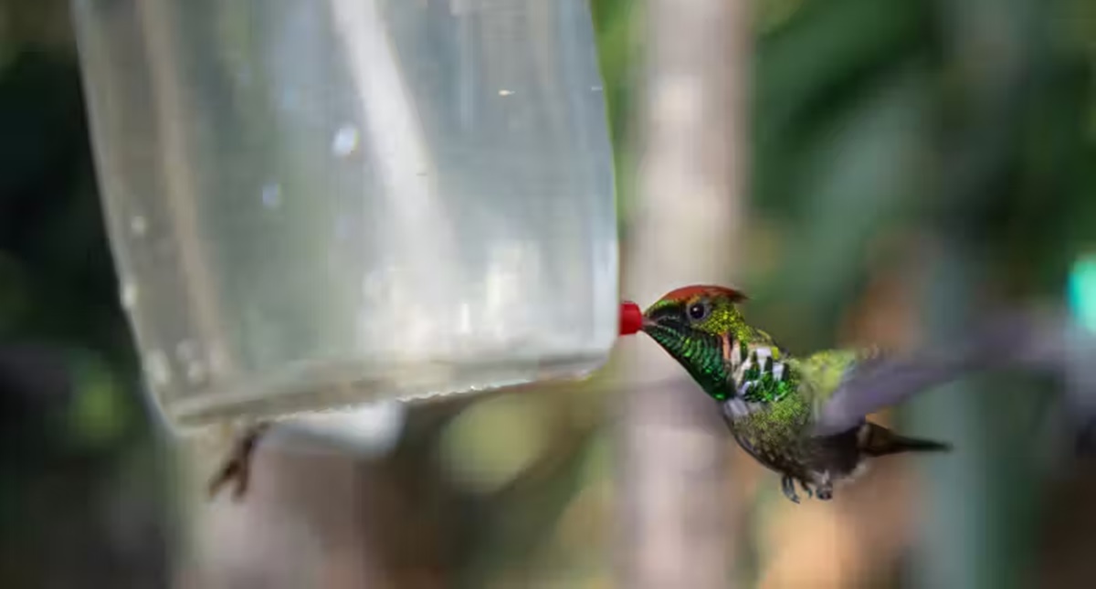 “Topetinho-vermelho”: menor beija-flor do Brasil ganha nome especial; veja mais!
