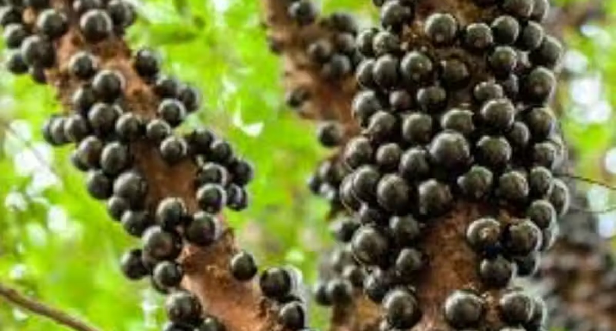 Casca de jabuticaba reduz glicose e inflamações, diz pesquisa da Unicamp