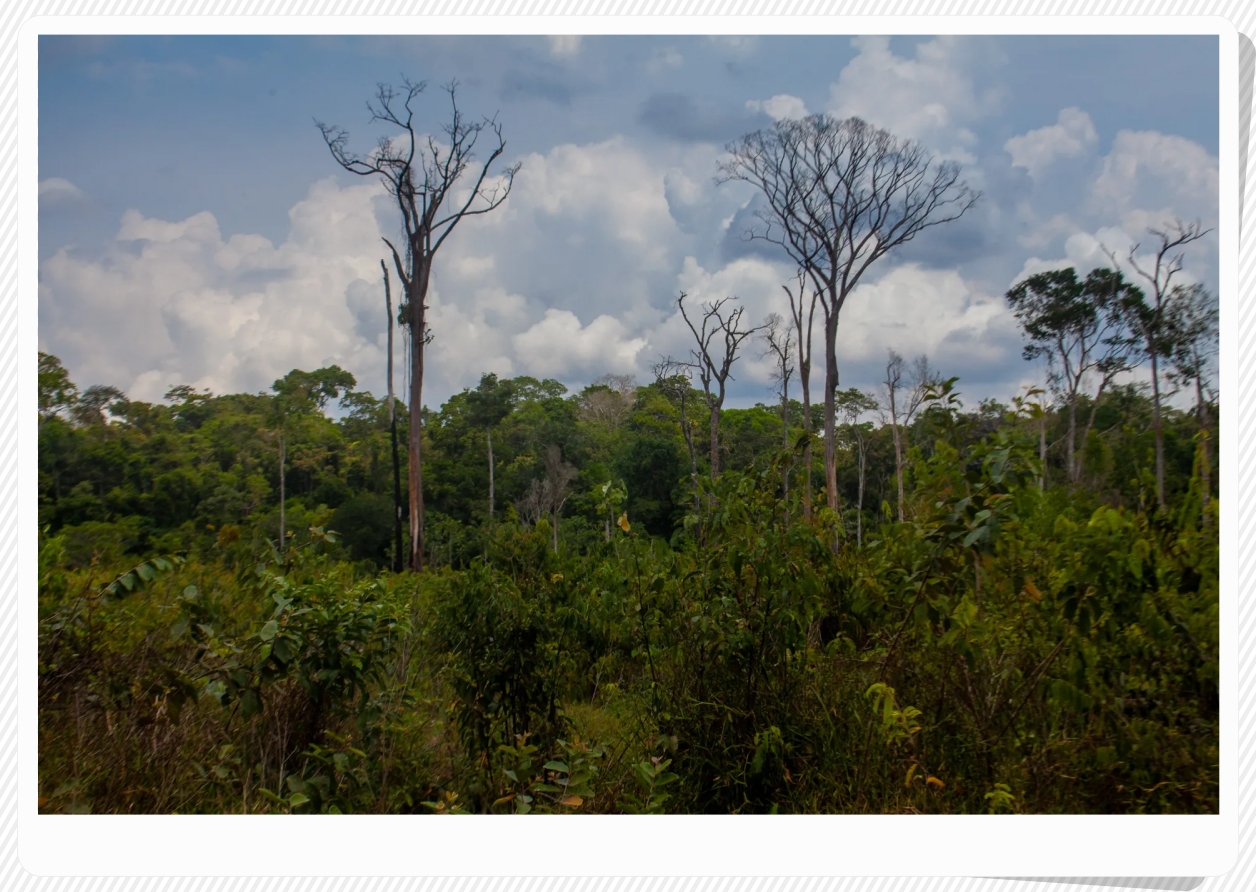 No dia mundial do meio ambiente, fala de Neidinha Suruí ecoa como urgência: “Rondônia tem muito a contribuir para a manutenção do clima e evitar os desastres ambientais futuros” - News Rondônia