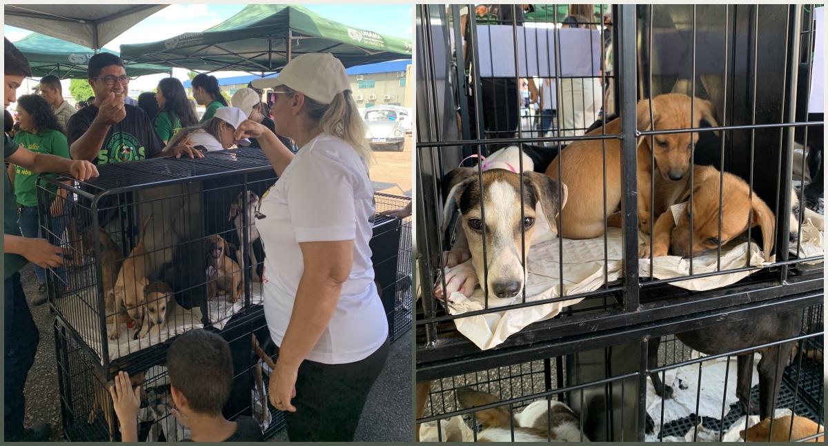 Mais de 20 animais ganham novos lares em feira de adoção promovida pela vereadora Márcia Socorristas Animais