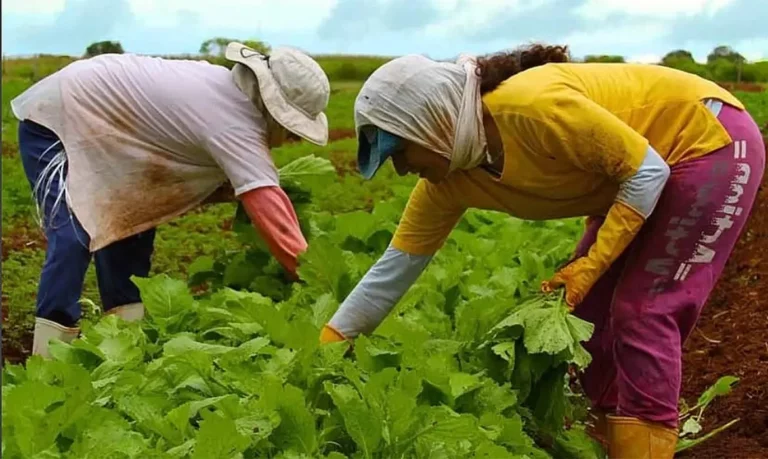Boletim da Conab indica preços mais baixos para maioria das frutas e hortaliças mais comercializadas no atacado