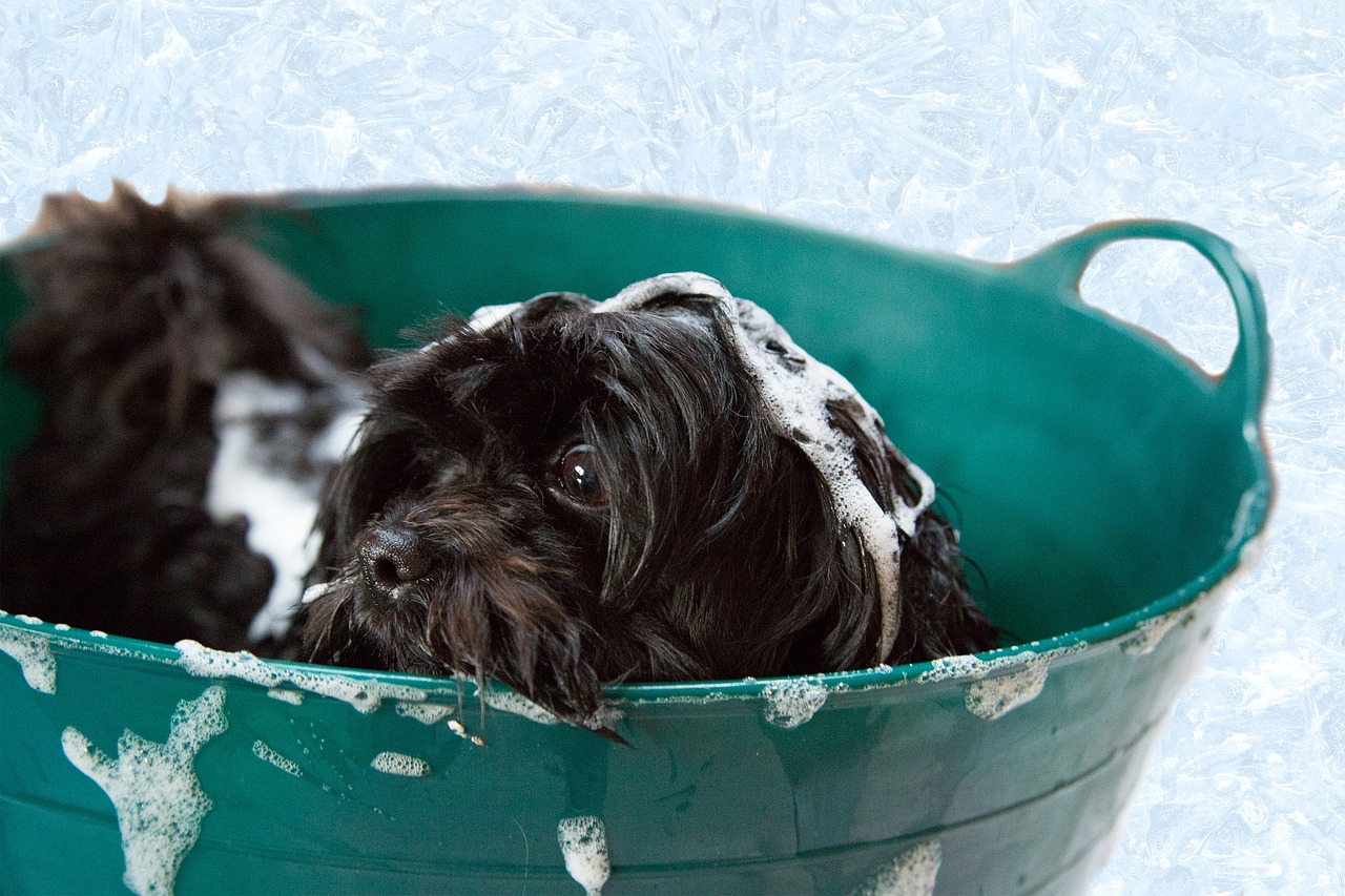 Faça do banho um momento relaxante e prazeroso para os pets - News Rondônia