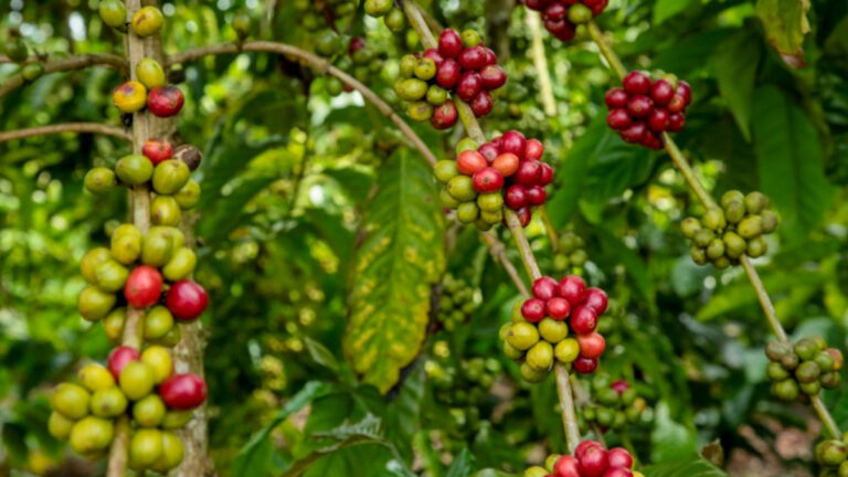 Inscrições para o 9º Concurso de Qualidade e Sustentabilidade do Café de Rondônia estão abertas até dia 9 de agosto