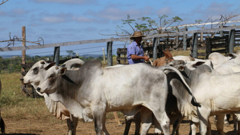 Manejo sustentável e medidas preventivas impulsionam as exportações da carne de Rondônia