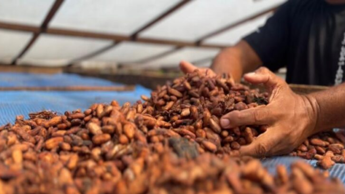 Prazo para inscrições do 4° Concurso de Qualidade e Sustentabilidade do Cacau de Rondônia encerra dia 31 de julho - News Rondônia