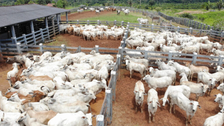 Teste epidemiológico para avaliar prevalência da Brucelose e Tuberculose bovina inicia dia 1º de agosto, em Rondônia