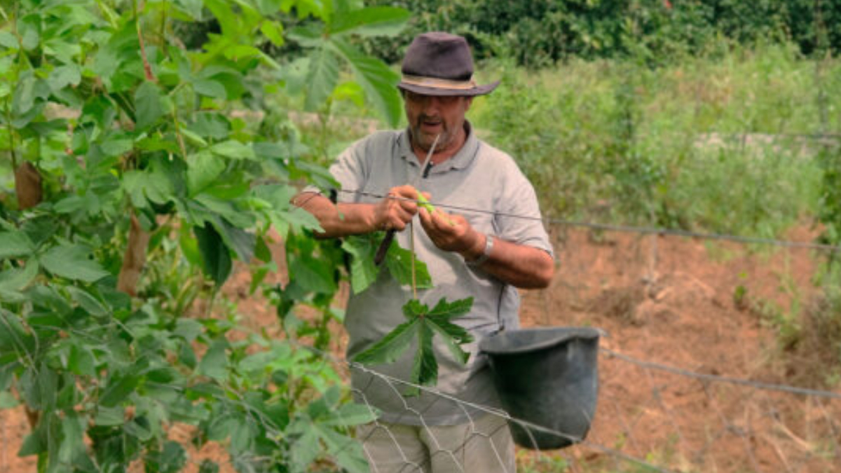 Governo de RO destaca a importância do agricultor no desenvolvimento econômico do estado e ressalta políticas públicas para o setor agropecuário - News Rondônia