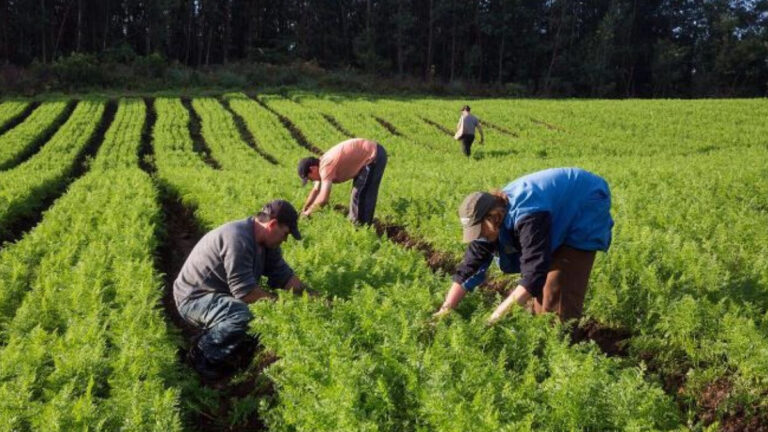 Conab recebe mais R$ 115 milhões para apoio à comercialização da agricultura familiar - News Rondônia