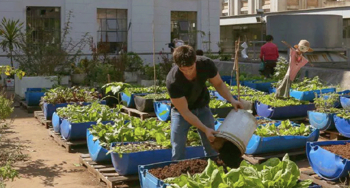 Nova lei pretende estimular a produção de alimentos nas cidades