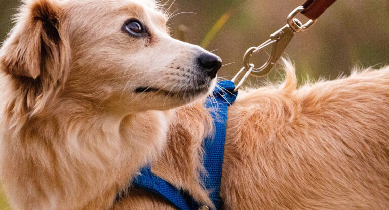 Tutor precisa ter responsabilidade nos passeios com os pets - News Rondônia