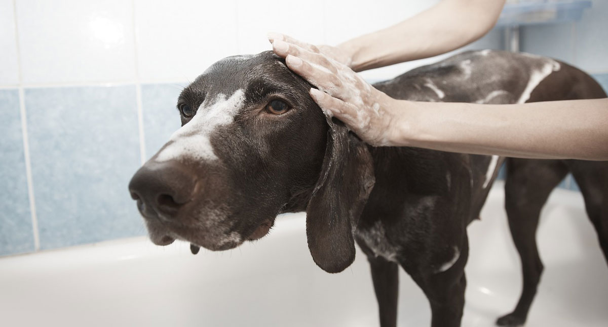 Faça do banho um momento relaxante e prazeroso para os pets - News Rondônia