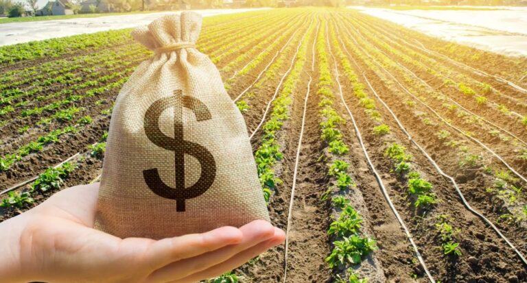 Caixa divulga condições de suas principais linhas de crédito rural para o plano safra 2024/2025