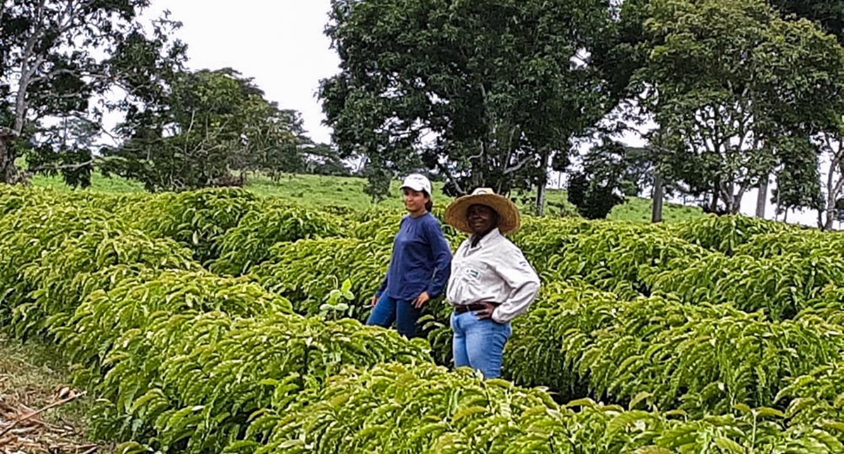 Produtor beneficiado com mudas de café do governo de RO apresenta resultados em Dia Especial do Café