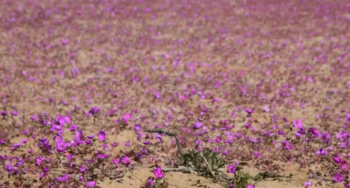 Deserto do Atacama tem flores depois de chuvas; entenda como!