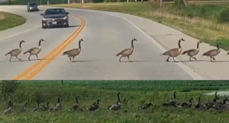 Motorista deixa família imensa de gansos atravessar estrada; meia hora parada; vídeo