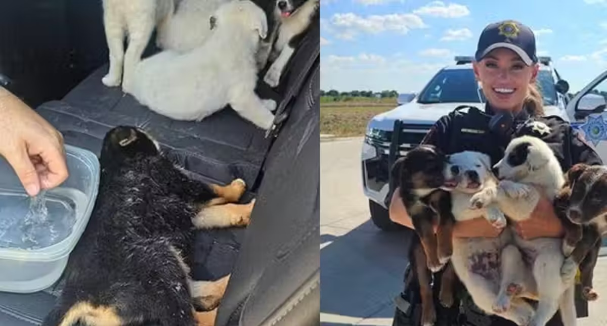 Policiais resgatam 8 filhotes de cão abandonados em caixa sem água e ração