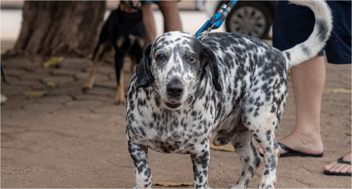 Após caso de raiva em morcego, Prefeitura executa ação de bloqueio com vacinação de animais domésticos - News Rondônia Após caso de raiva em morcego, Prefeitura executa ação de bloqueio com vacinação de animais domésticos - News Rondônia