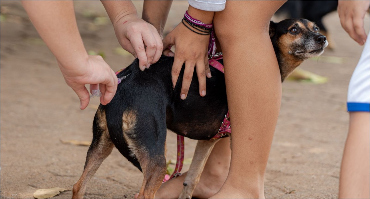 Após caso de raiva em morcego, Prefeitura executa ação de bloqueio com vacinação de animais domésticos - News Rondônia Após caso de raiva em morcego, Prefeitura executa ação de bloqueio com vacinação de animais domésticos