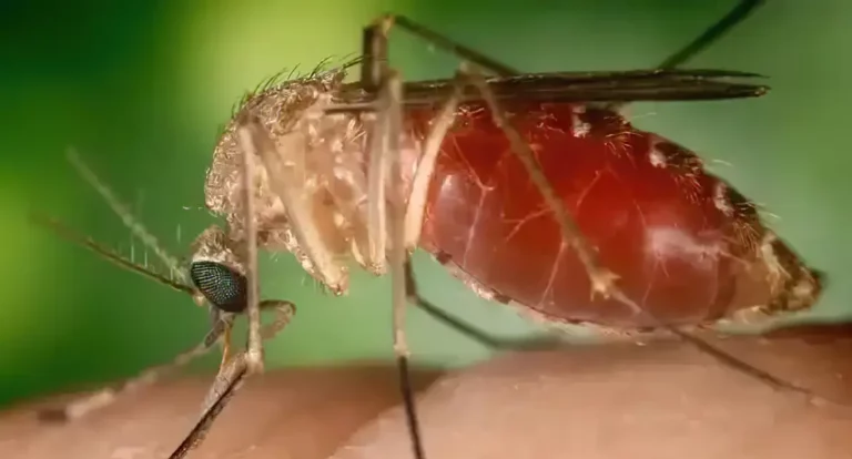 Opas eleva risco de febre do Oropouche nas Américas para alto