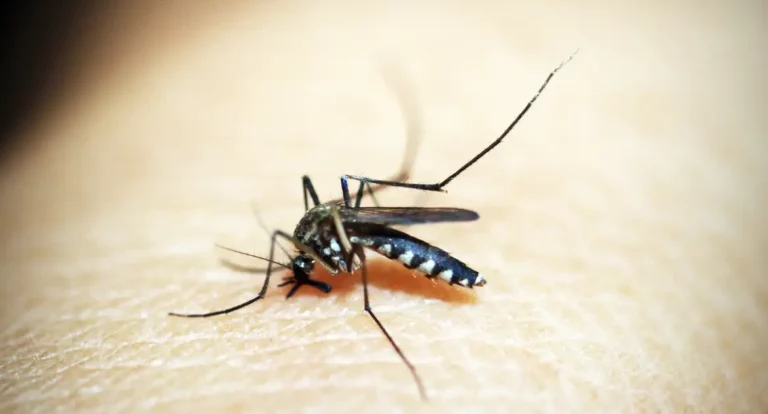 Mosquito é o animal que mais mata no mundo; veja os cuidados