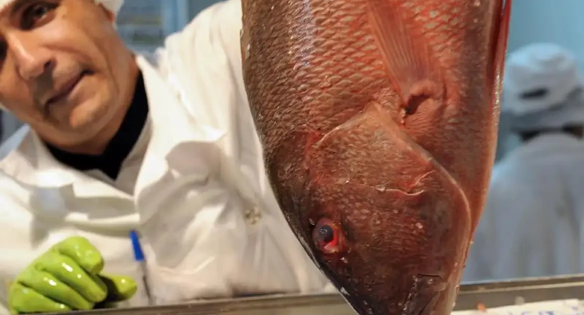 Brasil só tem dados sobre condições de 52% do estoque pesqueiro