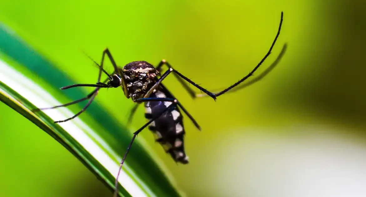 Queda de casos de dengue no Brasil deve se manter até fim de novembro