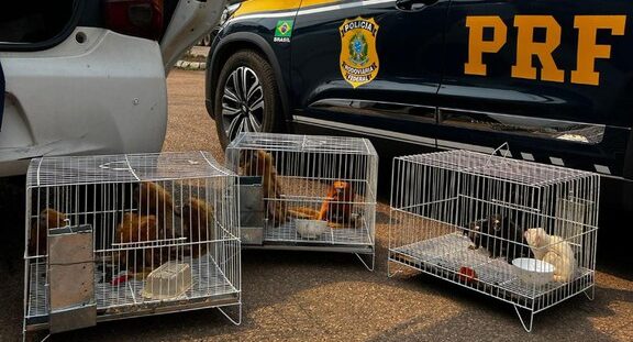 PRF resgata animais silvestres ameaçados de extinção em Porto Velho