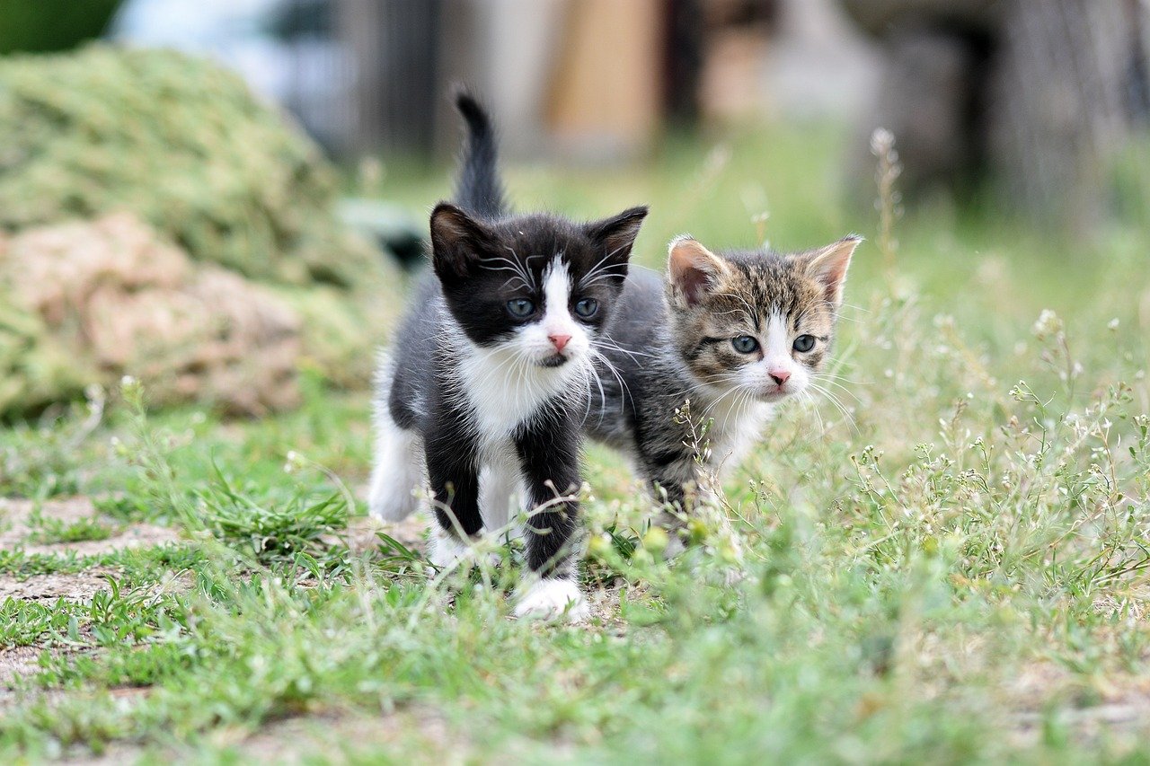 É preciso ter atenção redobrada com os pets na primavera - News Rondônia