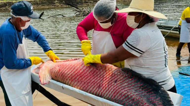 Governo de RO impulsiona manejo sustentável do Pirarucu com impacto econômico nas comunidades tradicionais