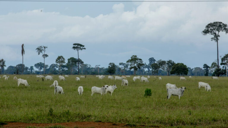 Unidades da Idaron iniciam inquérito epidemiológico que avaliará prevalência da brucelose e tuberculose bovina no estado