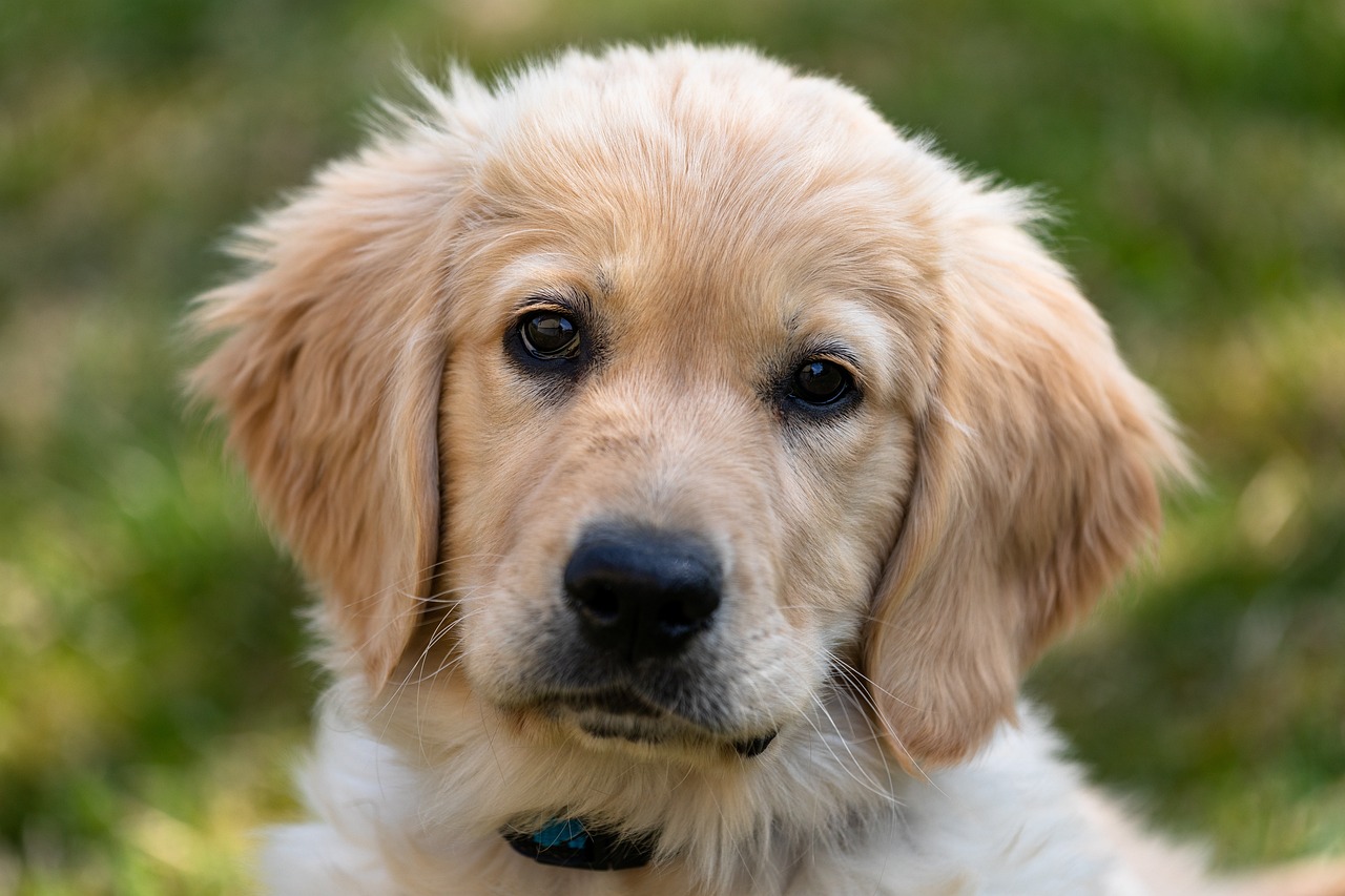 Conheça o cachorro ideal para um lar com criança - News Rondônia