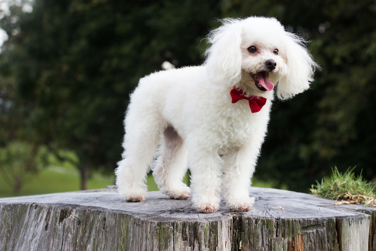 Conheça o cachorro ideal para um lar com criança - News Rondônia