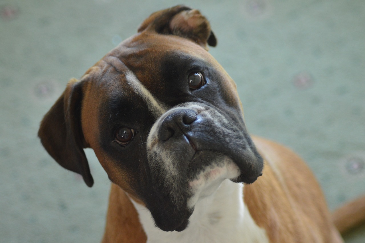 Conheça o cachorro ideal para um lar com criança - News Rondônia