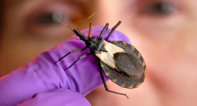 Surto deixa vizinho em alerta: Aumentam os números de casos de Doença de Chagas no Acre - News Rondônia