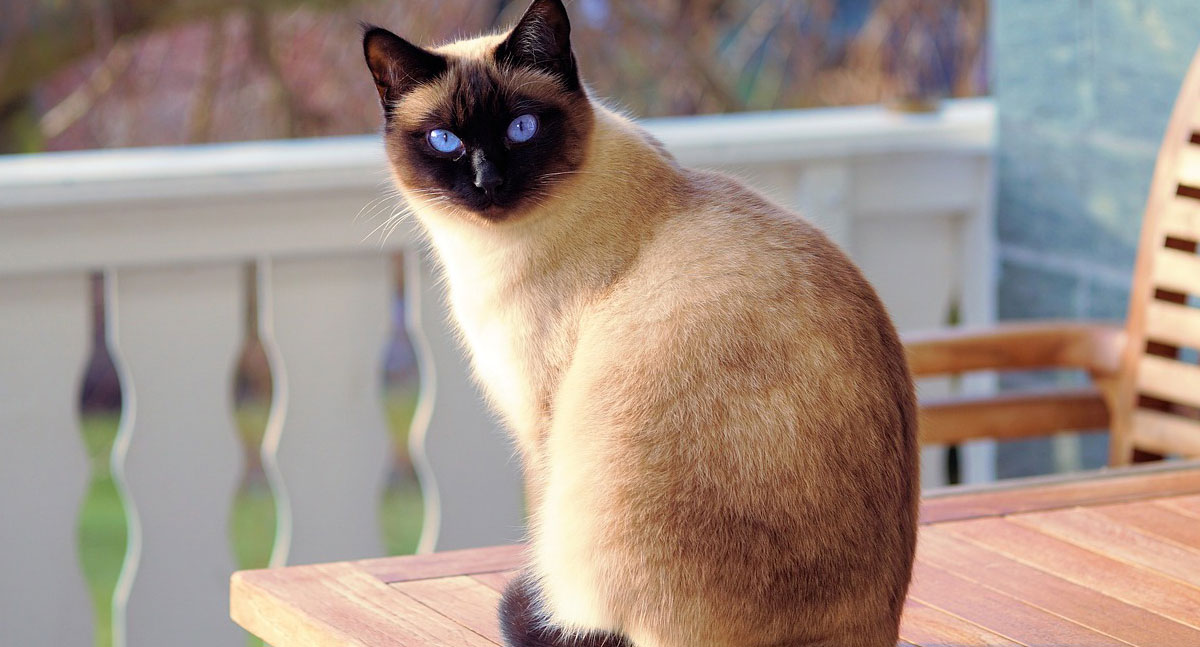 Descubra os segredos para ter um gato siamês feliz em casa - News Rondônia