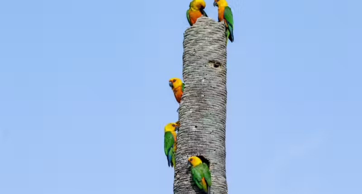 Ave ameaçada de extinção volta a aparecer em Fortaleza: jandaia verdadeira