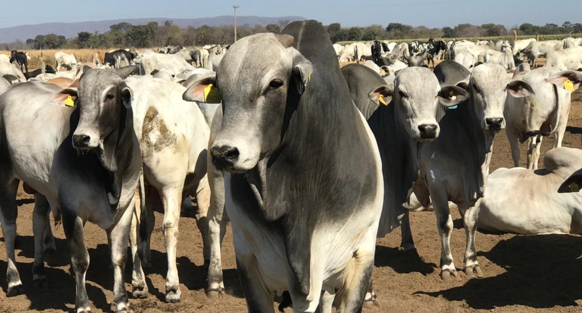 Mais de 306 mil animais avaliados pelo Programa de Eficiência de Carcaça