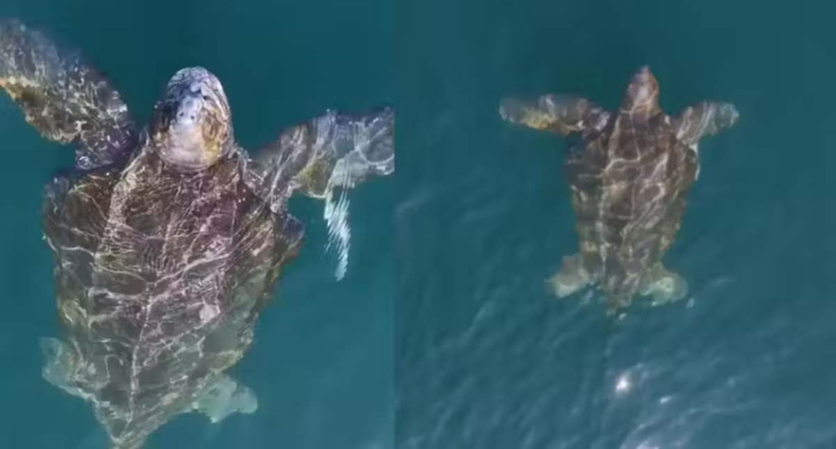 Maior tartaruga do mundo é fotografada em praia do litoral de SP - News Rondônia