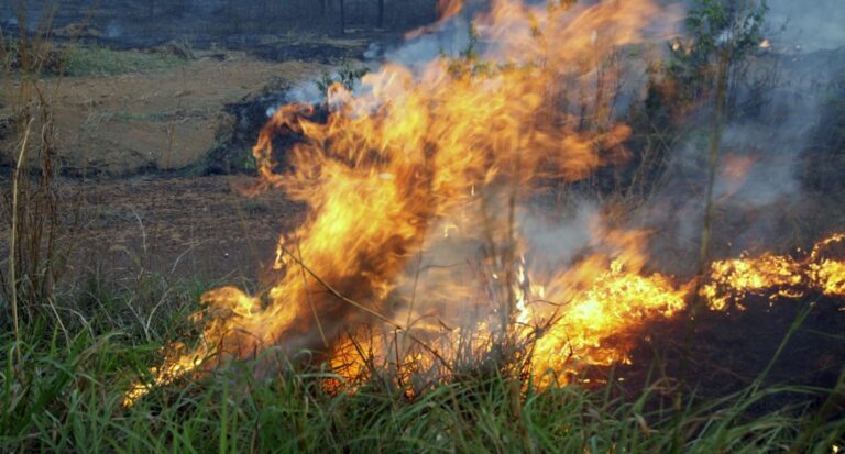 Deputados aprovam mais de R$ 13 milhões para proteção ambiental em Rondônia - News Rondônia