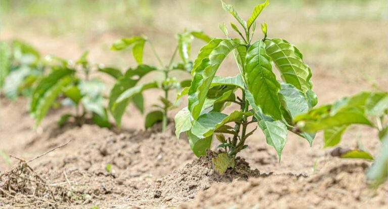 Assembleia Legislativa aprova R$ 1 milhão para Agricultura do estado