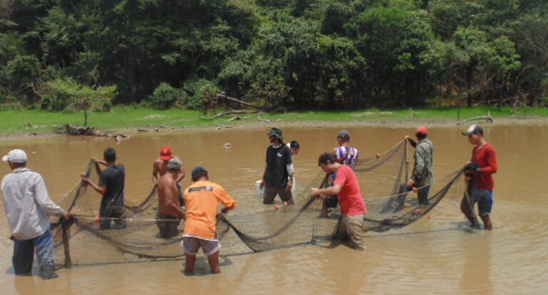 Governo de RO inicia resgate de alevinos de Pirarucu na Resex Lago do Cuniã para minimizar impactos da crise hídrica