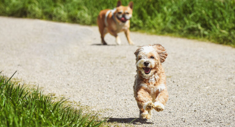 É preciso ter atenção redobrada com os pets na primavera - News Rondônia