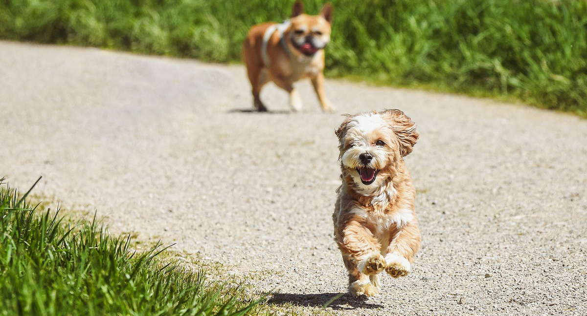 É preciso ter atenção redobrada com os pets na primavera - News Rondônia