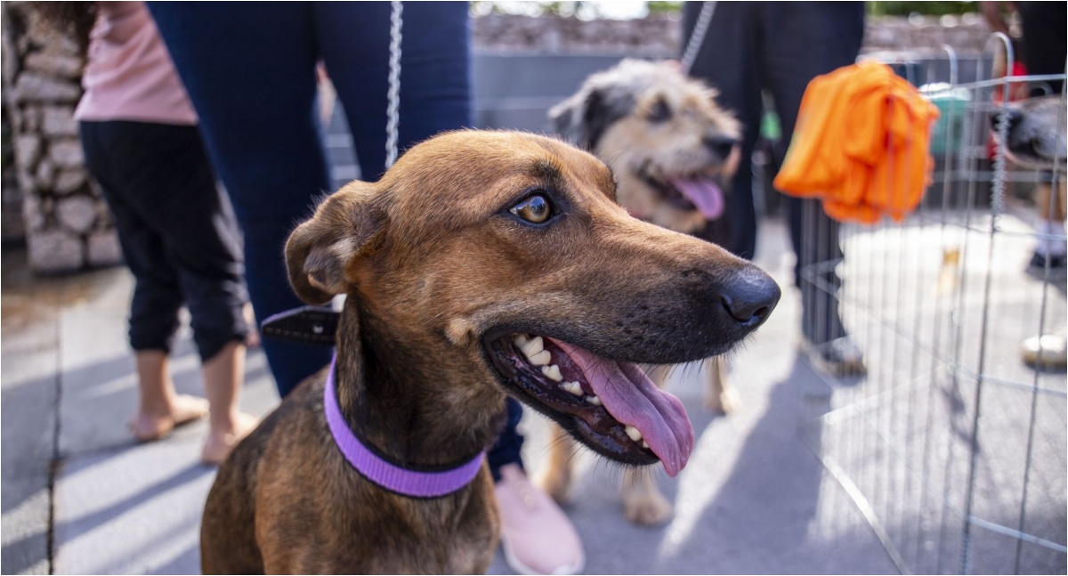 Vacinação antirrábica no Parque Circuito tem novo horário de atendimento