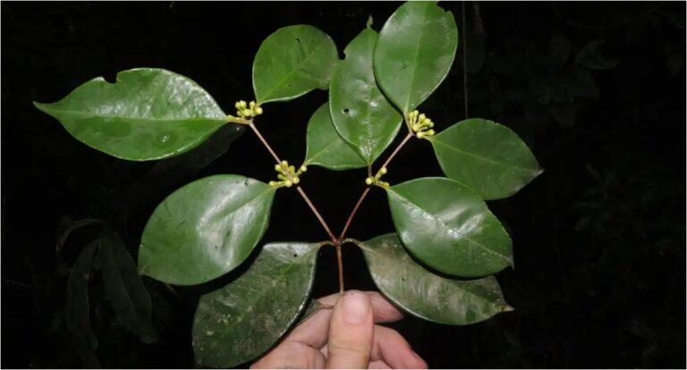 Pesquisadores do Jardim Botânico descobrem árvore rara no Rio
