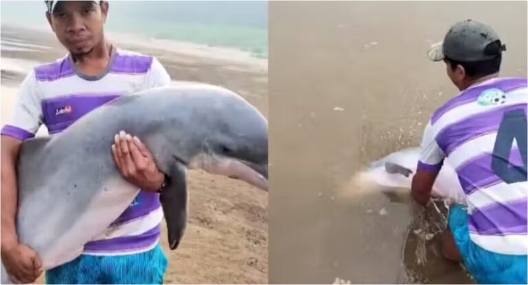 Ribeirinho leva boto encalhado no colo e o salva da seca no Rio Madeira; vídeo