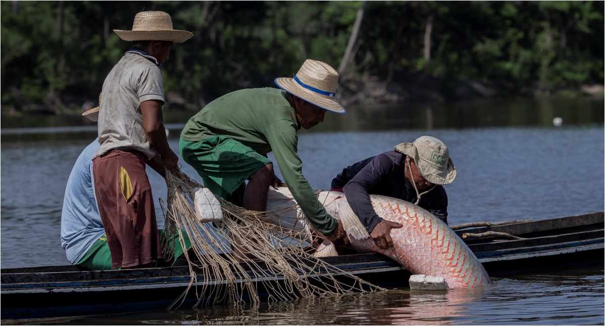 Pirarucu, símbolo de um legado de conservação da Amazônia